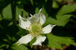 Tall thimbleweed